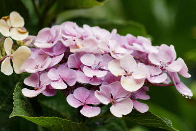 Flowers 2, par Xavier E. G. Dierick